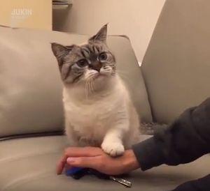 No _keys_for_hooman.jpg